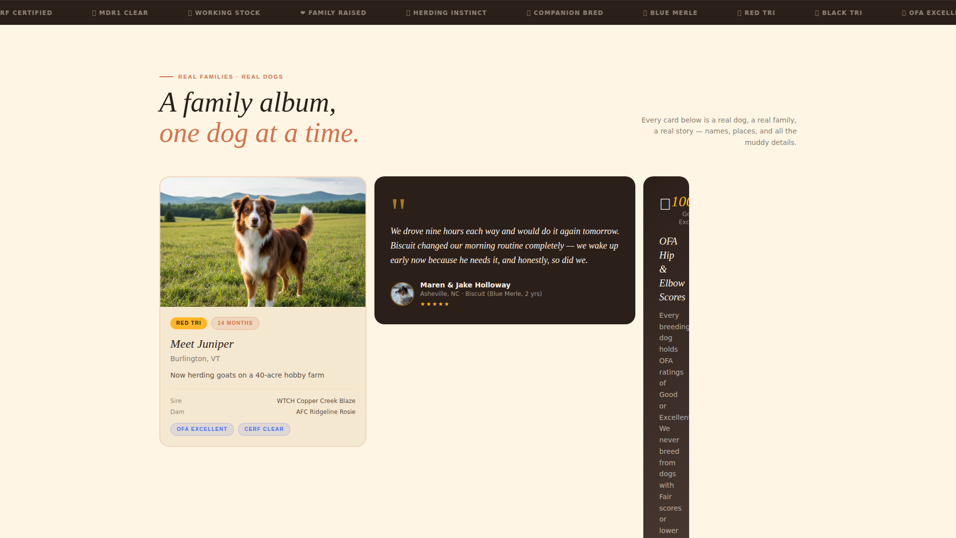 Dog Pre-Launch Website Template