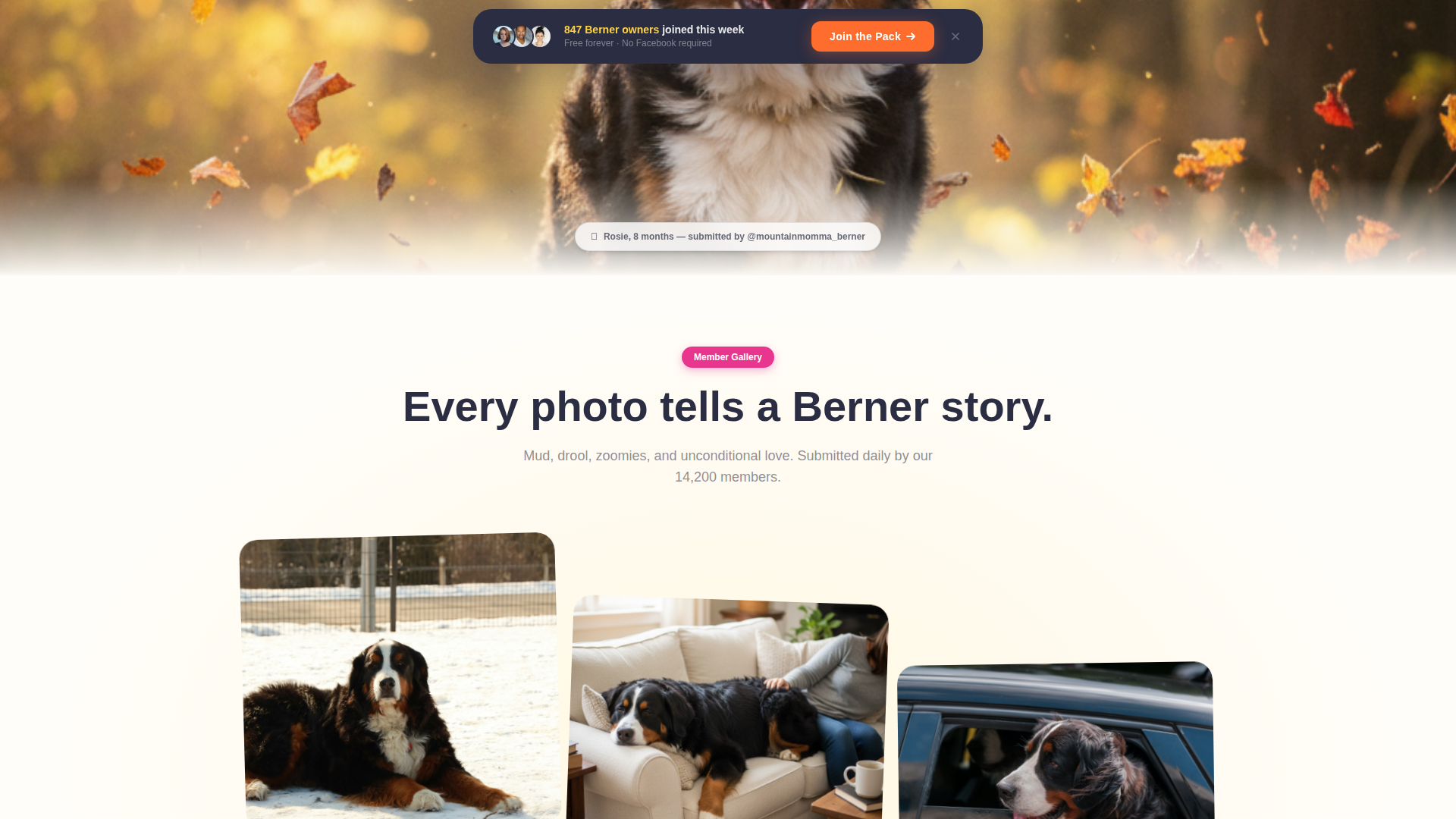 Dog Local Reviews Website Template