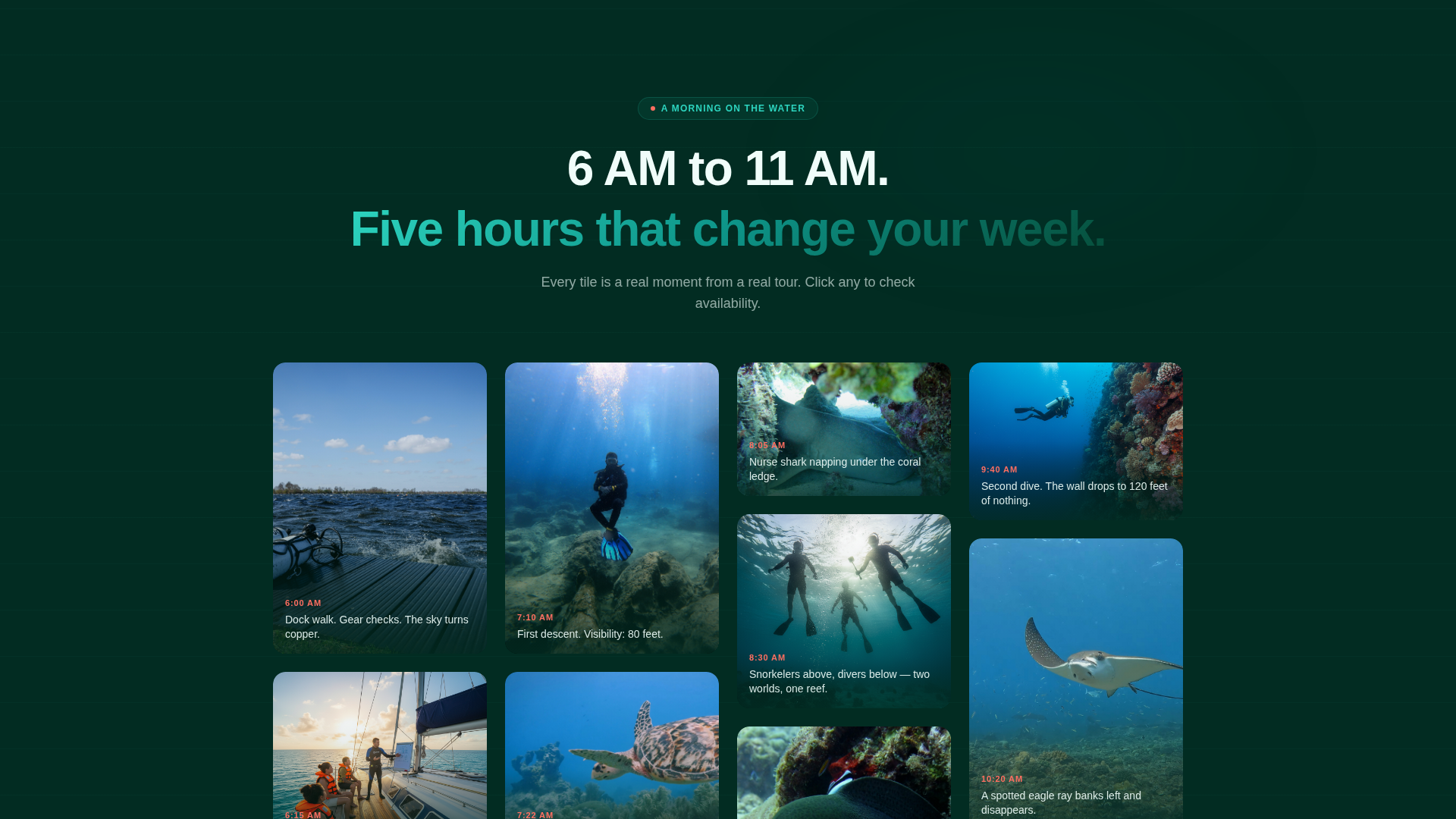 Caribbean Diving & Snorkelling Tour Operator Website Template